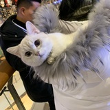 花呗养花呗