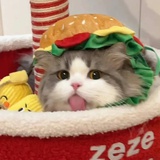 萝卜猪猪