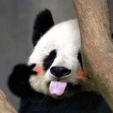 蓬蓬裙🐼小公主