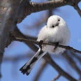Albatross