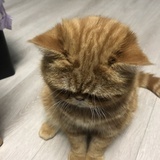 柒柒