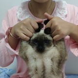 脑阔藤
