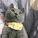 圆圆