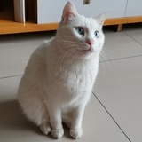篱肉肉