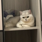 久困深巷与猫伴