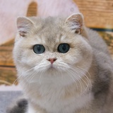 vvvv