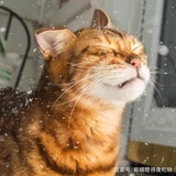 速相接走