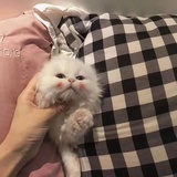 单向线
