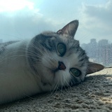 诺尔