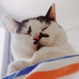 腿毛