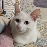我是猫