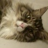 猫铃铛没有啦
