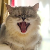 mia果33
