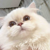 卡戎