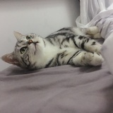 春小娇