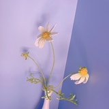 一颗小奶糖芽