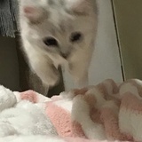 可乐冰冰