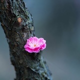 饮马河畔平安村