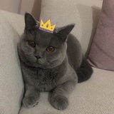 谭