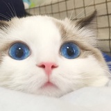 真逗：）