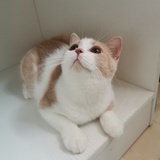 奈斯条纹崽
