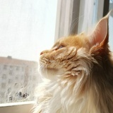 猪头少年