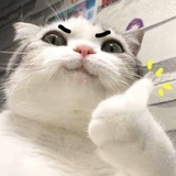 杯盖