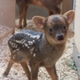 黑金老德