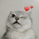 腿腿是只臭猪