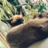 Molly小毛栗