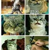 爱上那只猫！