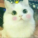 爱喵的思妆
