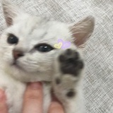 爱喝牛奶的胖豆