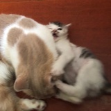 狗蛋妈