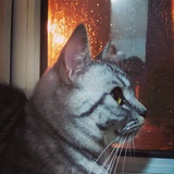 打盹儿猫