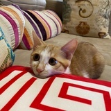 薛定谔的猪