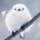 Blue Bird
