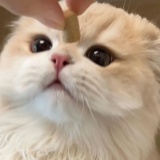 明月