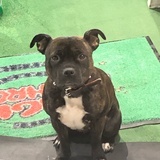 面包色温柔犬