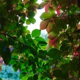 游游