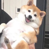 团团