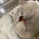 流泪猫猫头