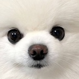 反香菜协会会长