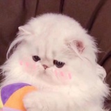 每天发疯