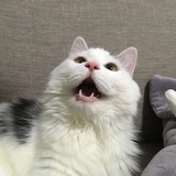 惹惹布乐布乐土