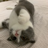 DSBool