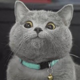 爱吃包子的猫