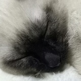 克罗