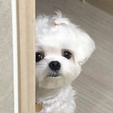 L李狗蛋