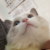 宝鹅